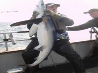 danielles-shark
