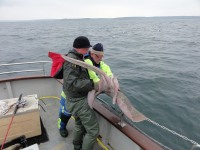 bert-and-charlie-returning-a-tagged-common-skate-may-2012