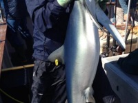 mick-considine-blue-80lbs-july-2013