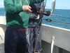 spring-mackerel-for-the-passage-lads spring-mackerel-for-the-passage-lads