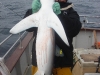 claude-friscourt-with-a-blue-of-2m-caught-from-the-lady-louise-out-from-courtmacsherry-oct-2011