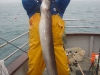 jean-claude-with-a-conger-of-30lbs-caught-on-the-3rd-october-2011
