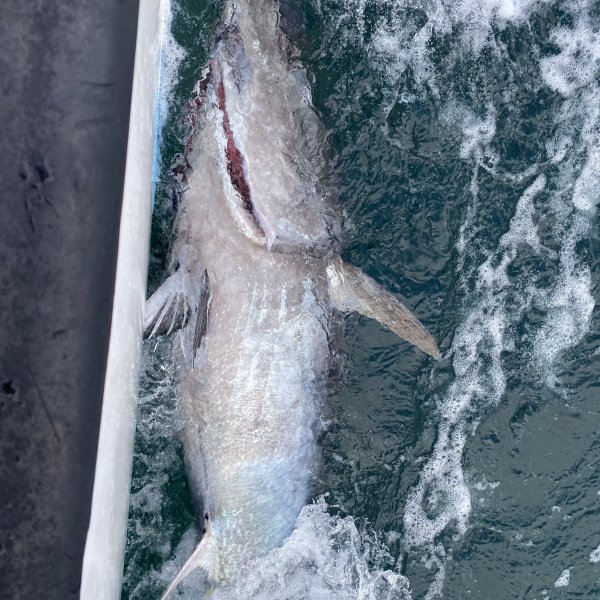 Courtmacsherry Sea Angling Centre » Courtmacsherry Sea Angling Centre West Cork, Ireland