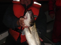 bass