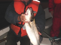 damiens-bass-2007