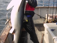 blue-shark-2-35m-caught-by-ronald-2010