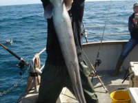 near-specimen-conger-for-max