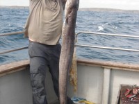nice-conger-for-willie-van-hove-from-belgium