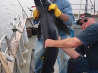 nicos-shark-2010_0