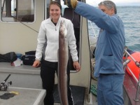 conger