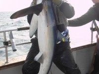 danielles-shark