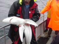 franks-shark-2008_0