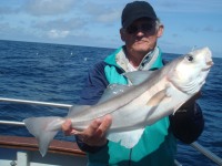 Haddock of 2.5kg for Isi