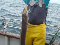 Jos Menten with a fine conger.