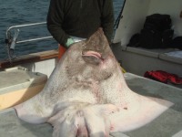 keith-wright-with-his-common-skate-july-2012